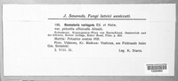 Ramularia variegata image